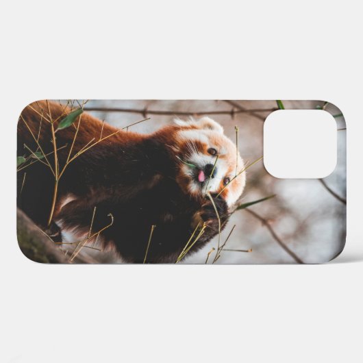 カワイトコアラ Case-Mate iPhoneケース (裏面 (横))