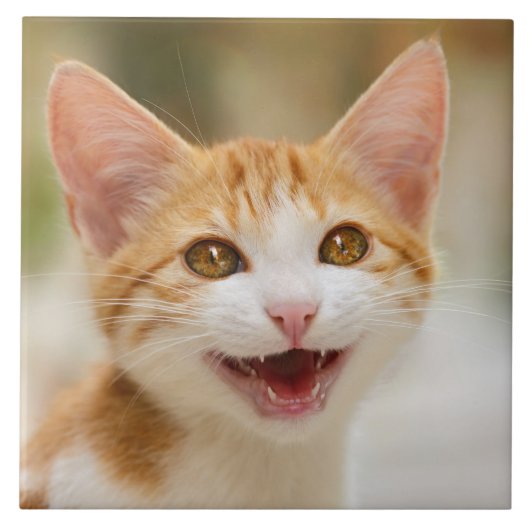 カワイトスマイル子猫顔おもしろい猫ニャー写真 タイル (正面)