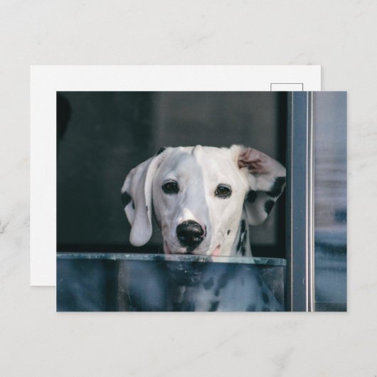 カワイトダルメシアンポップ ポストカード (正面/裏面)