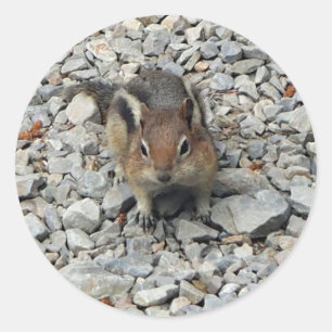 カワイトチプムンク野生動物写真 ラウンドシール