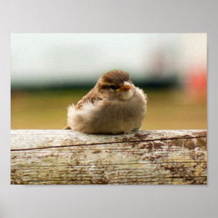 カワイトベビースズメの鳥写真 ポスター