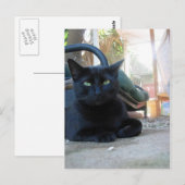 カワイト子猫レイ – はがき (正面/裏面)