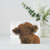 カワイハイランドベビー牛ポートレートはがき ポストカード (スタンド正面)