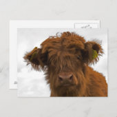 カワイハイランドベビー牛ポートレートはがき ポストカード (正面/裏面)