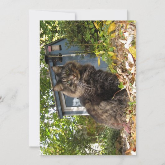 カワイメおもしろいーヌクーンキティ猫 (正面)