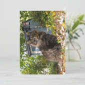 カワイメおもしろいーヌクーンキティ猫 (スタンド正面)