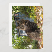 カワイメおもしろいーヌクーンキティ猫 (正面/裏面)