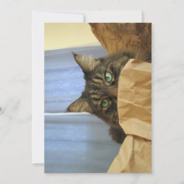 カワイメおもしろいーヌクーン子猫ここにはいない