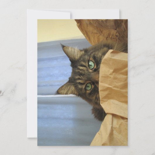 カワイメおもしろいーヌクーン子猫ここにはいない (正面)