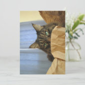 カワイメおもしろいーヌクーン子猫ここにはいない (スタンド正面)