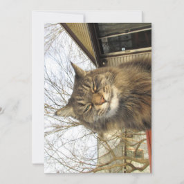 カワイメおもしろいーヌクーン子猫そう幸せ