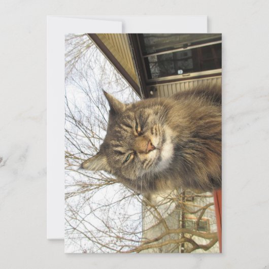 カワイメおもしろいーヌクーン子猫そう幸せ (正面)