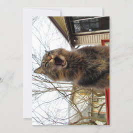 カワイメおもしろいーヌクーン子猫私はバードハウス