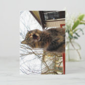 カワイメおもしろいーヌクーン子猫私はバードハウス (スタンド正面)