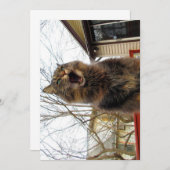 カワイメおもしろいーヌクーン子猫私はバードハウス (正面/裏面)