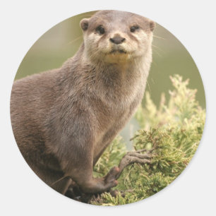カワウソのステッカー ラウンドシール
