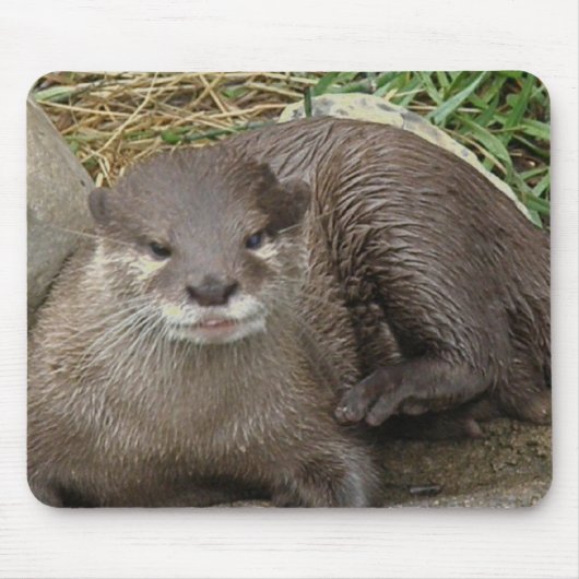 カワウソの休息のマウスパッド マウスパッド (正面)