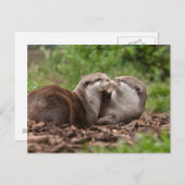 カワウソの郵便はがき ポストカード (正面/裏面)