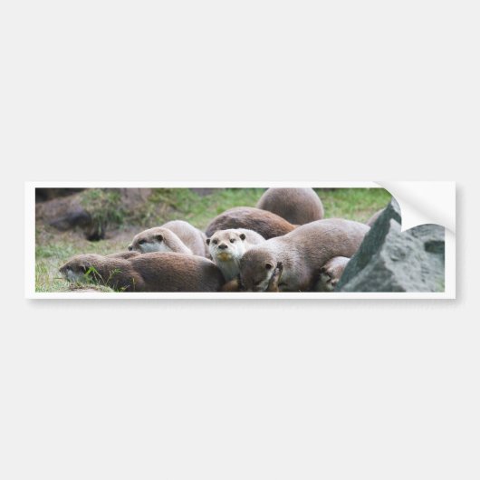 カワウソ家族 バンパーステッカー (正面)