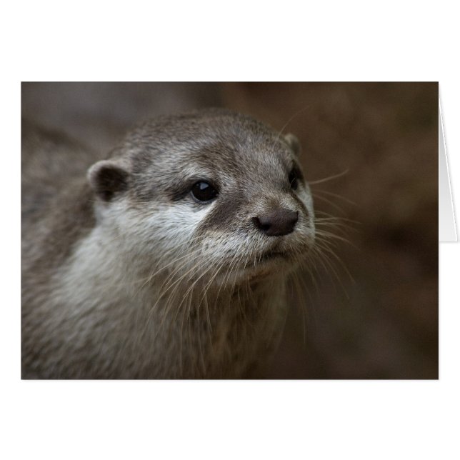 カワウソ (正面横)