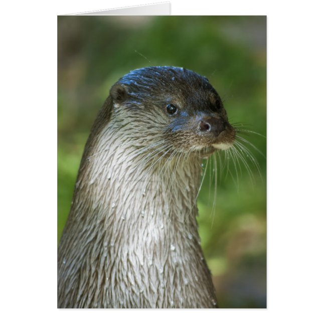 カワウソ (正面)