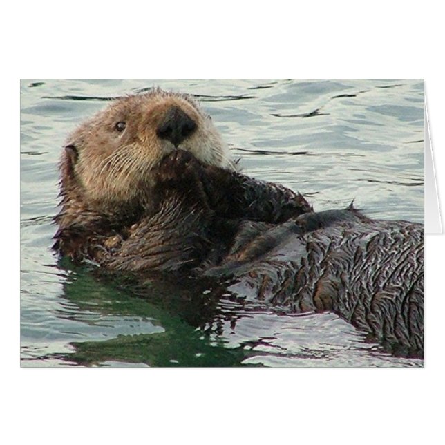 カワウソ116c (正面横)