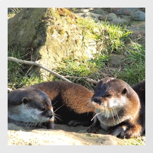 カワウソ ウィンドウサイン (シート)