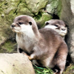 カワウソ ギフトボックス<br><div class="desc">非常に可愛い小さなカワウソのペアの水色のデザイン。</div>