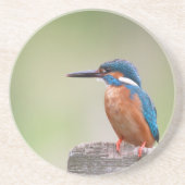 カワウソ。 コースター (正面)