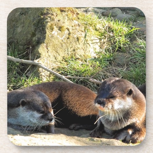 カワウソ コースター (正面)