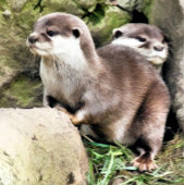 カワウソ コーヒーマグカップ