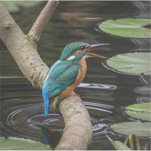 カワウソ シール (正面)