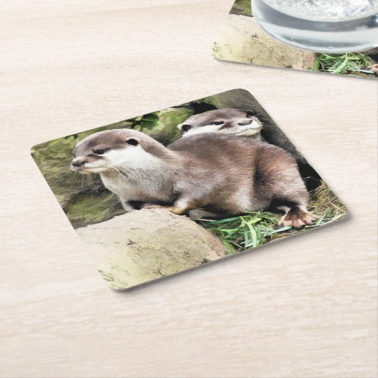 カワウソ スクエアペーパーコースター (アングル)