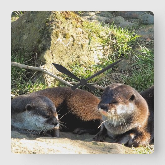カワウソ スクエア壁時計 (正面)