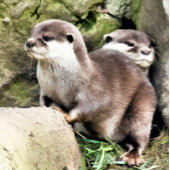 カワウソ スタンダードカクテルナプキン