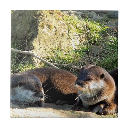 カワウソ タイル (正面)