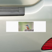 カワウソ。 バンパーステッカー (車上)