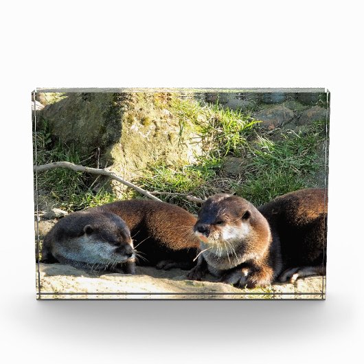 カワウソ フォトブロック (正面)