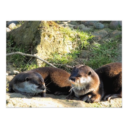 カワウソ フォトプリント            (正面)