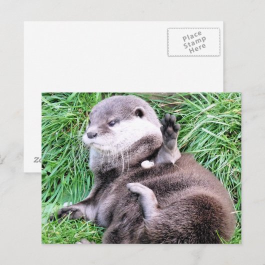 カワウソ ポストカード (正面/裏面)