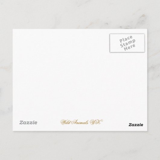 カワウソ ポストカード (裏面)