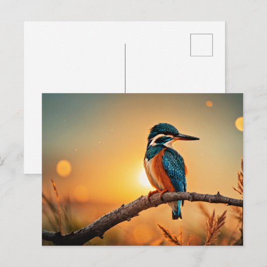 カワウソ ポストカード (正面/裏面)