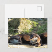カワウソ ポストカード (正面/裏面)