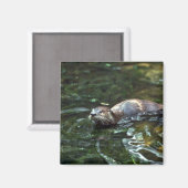 カワウソ マグネット (正面/裏面)