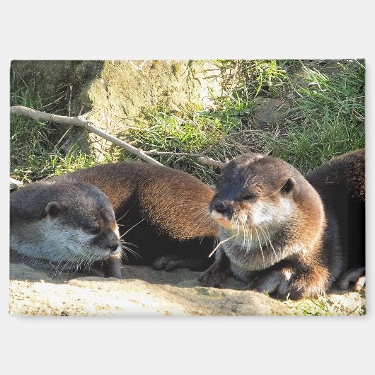カワウソ マグネット (正面)