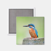 カワウソ マグネット (正面/裏面)