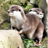 カワウソ ラウンド壁時計