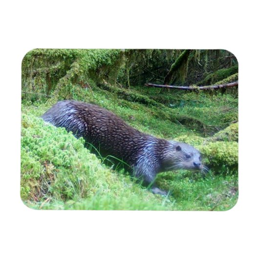 カワウソ 穏やかな水辺の動物 アート ネイチャー マグネット (横)