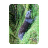 カワウソ 穏やかな水辺の動物 アート ネイチャー マグネット (縦)