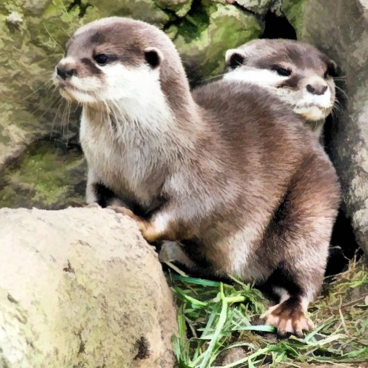 カワウソ Tシャツ